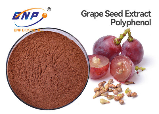 酸化防止ブドウの種のエキスの補足のポリフェノール70%