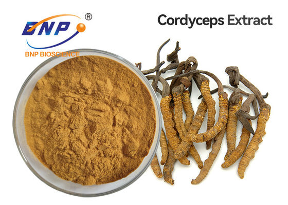 ブラウンの黄色いきのこのエキスはCordyceps Sinensisの菌糸体を粉にする